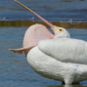 Meet your Posher, Caleb